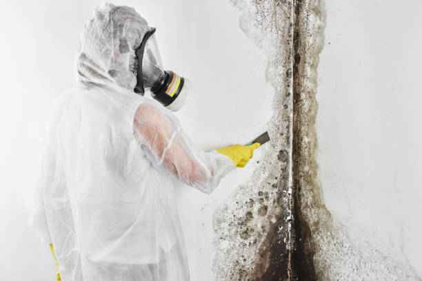 Best Black Mold Removal  in East Cleveland, TN