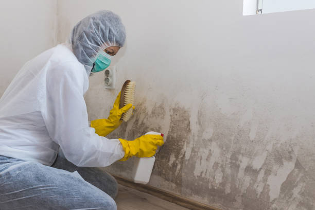 Best Office Mold Removal Services  in East Cleveland, TN