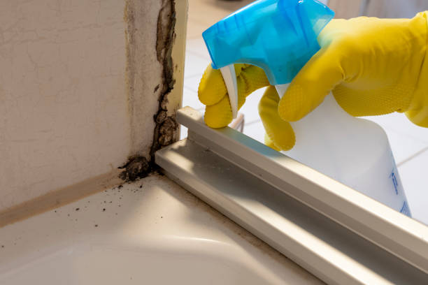 Best Mold Remediation  in East Cleveland, TN