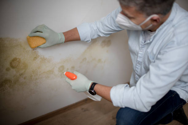 Best Crawl Space Mold Removal  in East Cleveland, TN