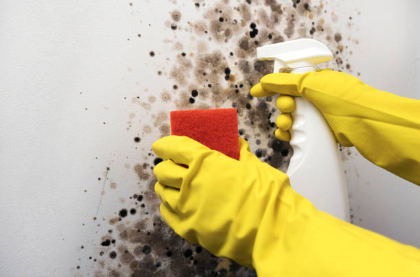 Best Professional Mold Removal  in East Cleveland, TN