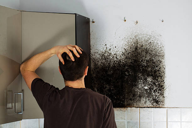 Best Commercial Mold Removal  in East Cleveland, TN