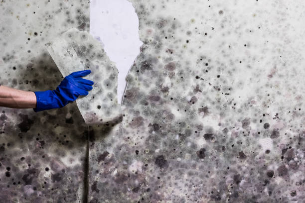 Best Same-Day Mold Removal  in East Cleveland, TN