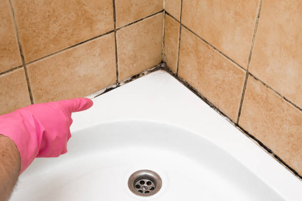Best Fast Mold Removal  in East Cleveland, TN